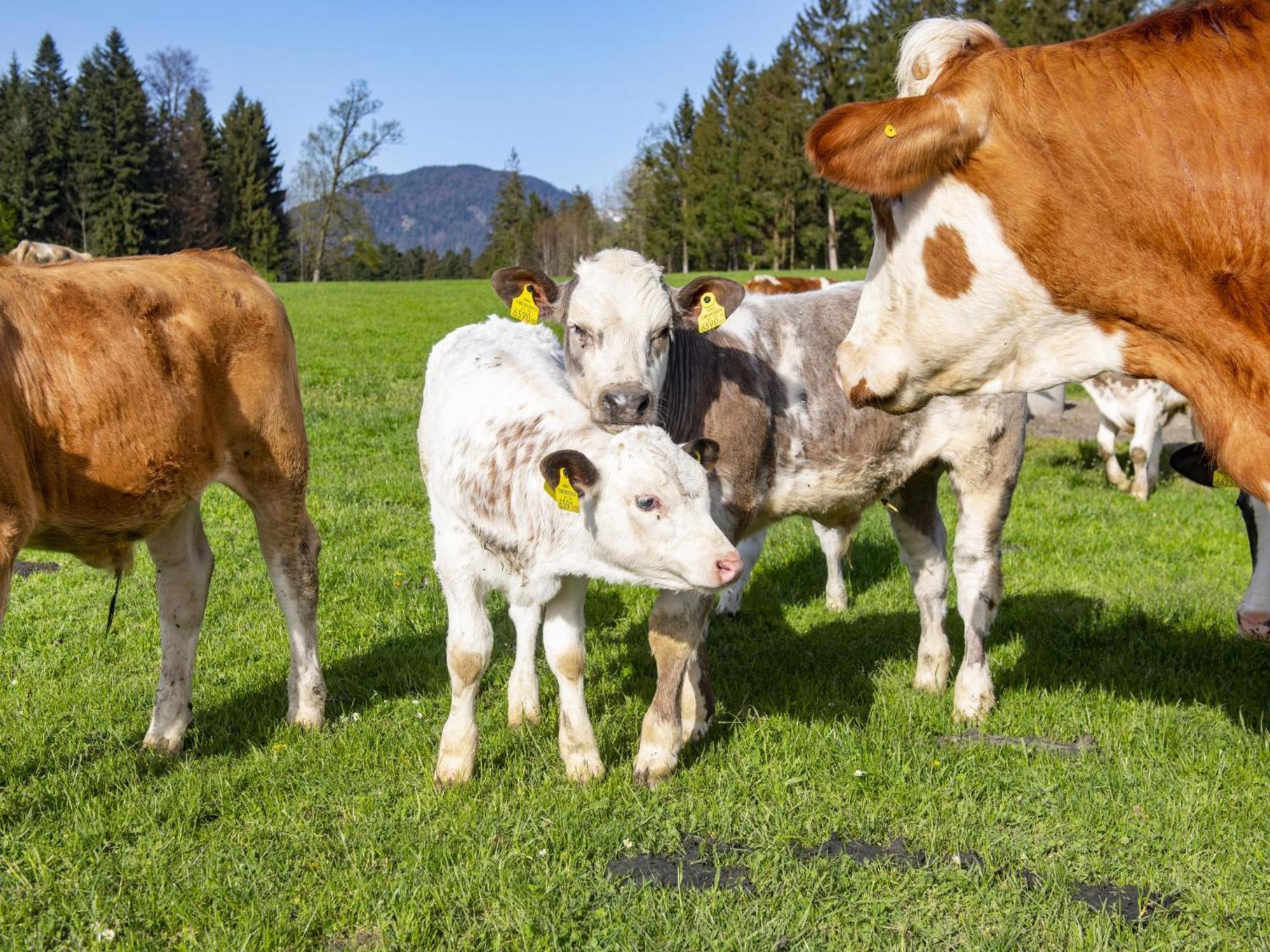 Apartmán Auszeit Am Bauernhof Schwoich Exteriér fotografie